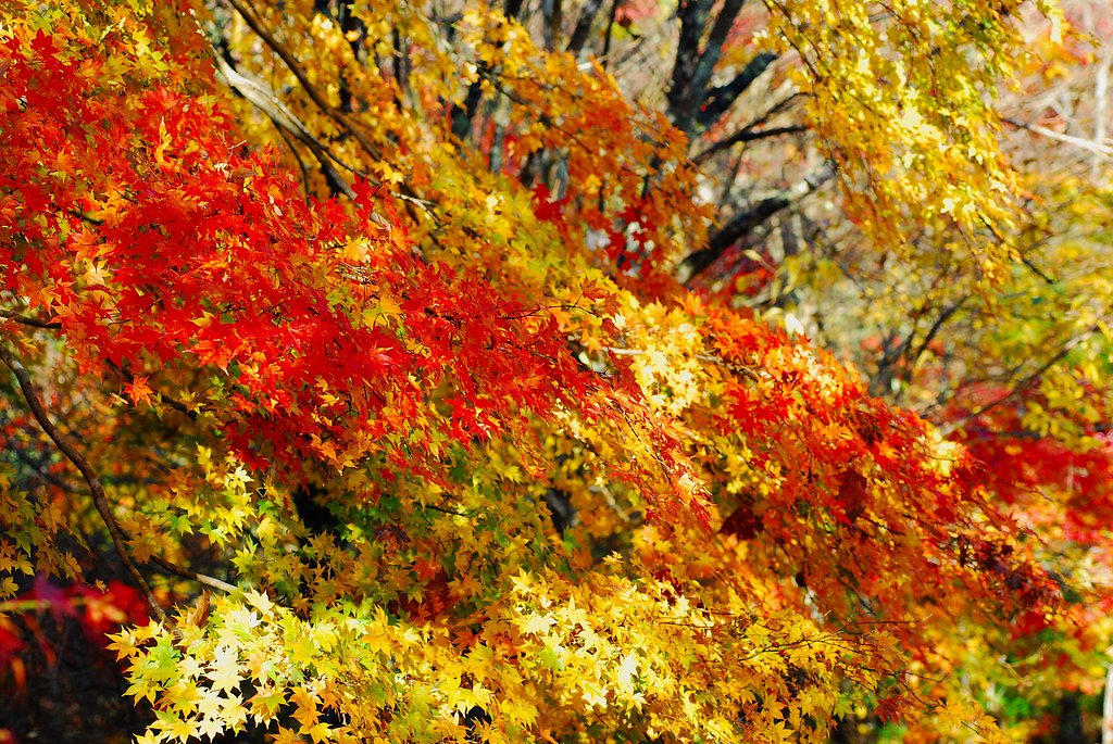 マクロレンズで見た紅葉