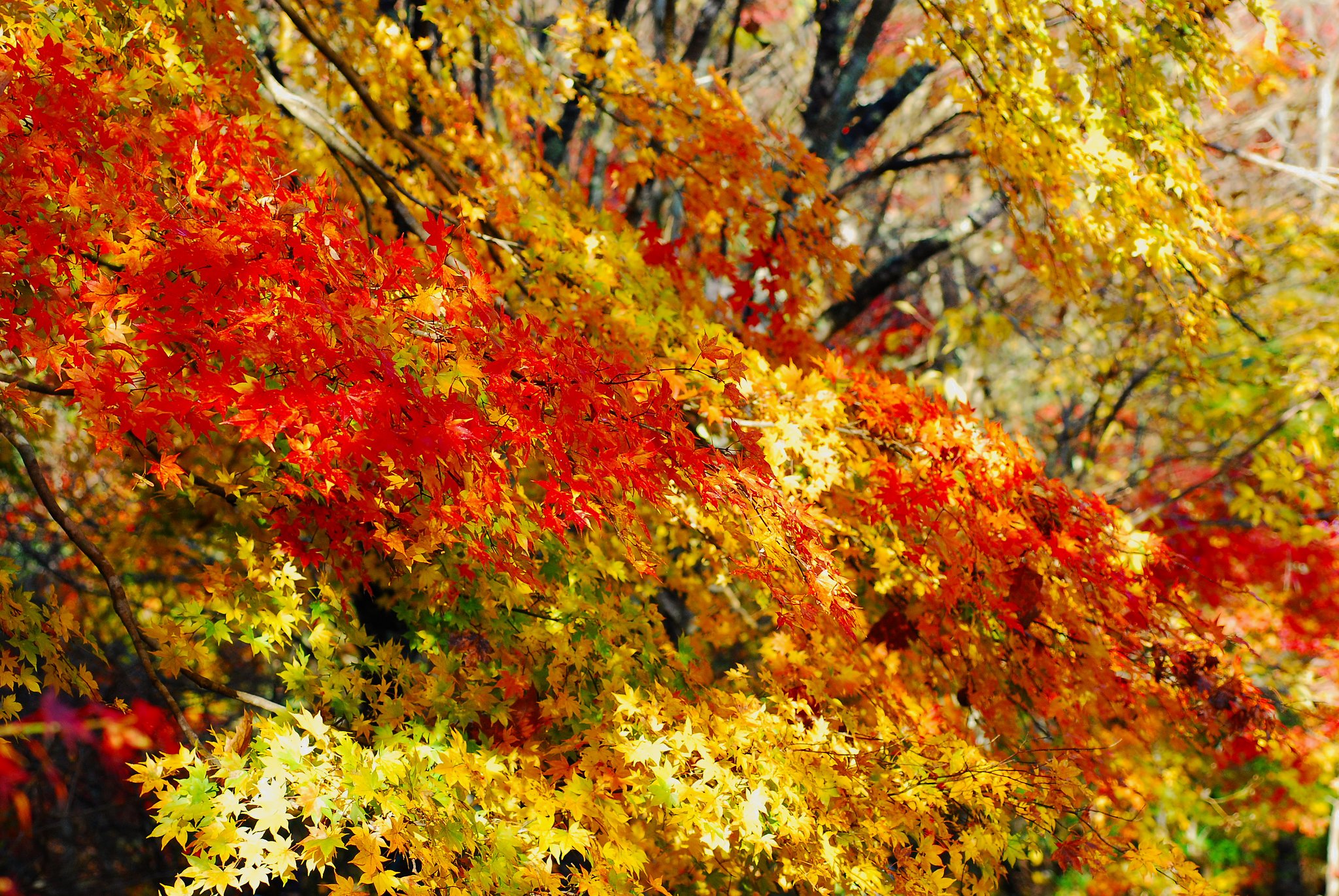 マクロレンズで見た紅葉