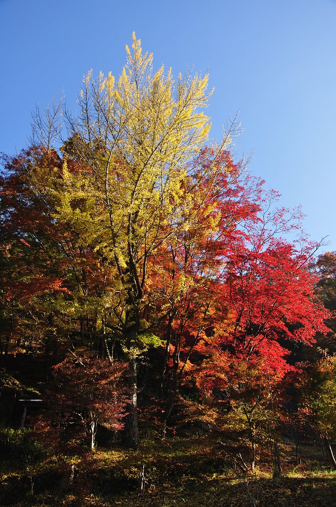 紅葉黄葉競演