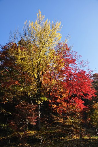 紅葉黄葉競演