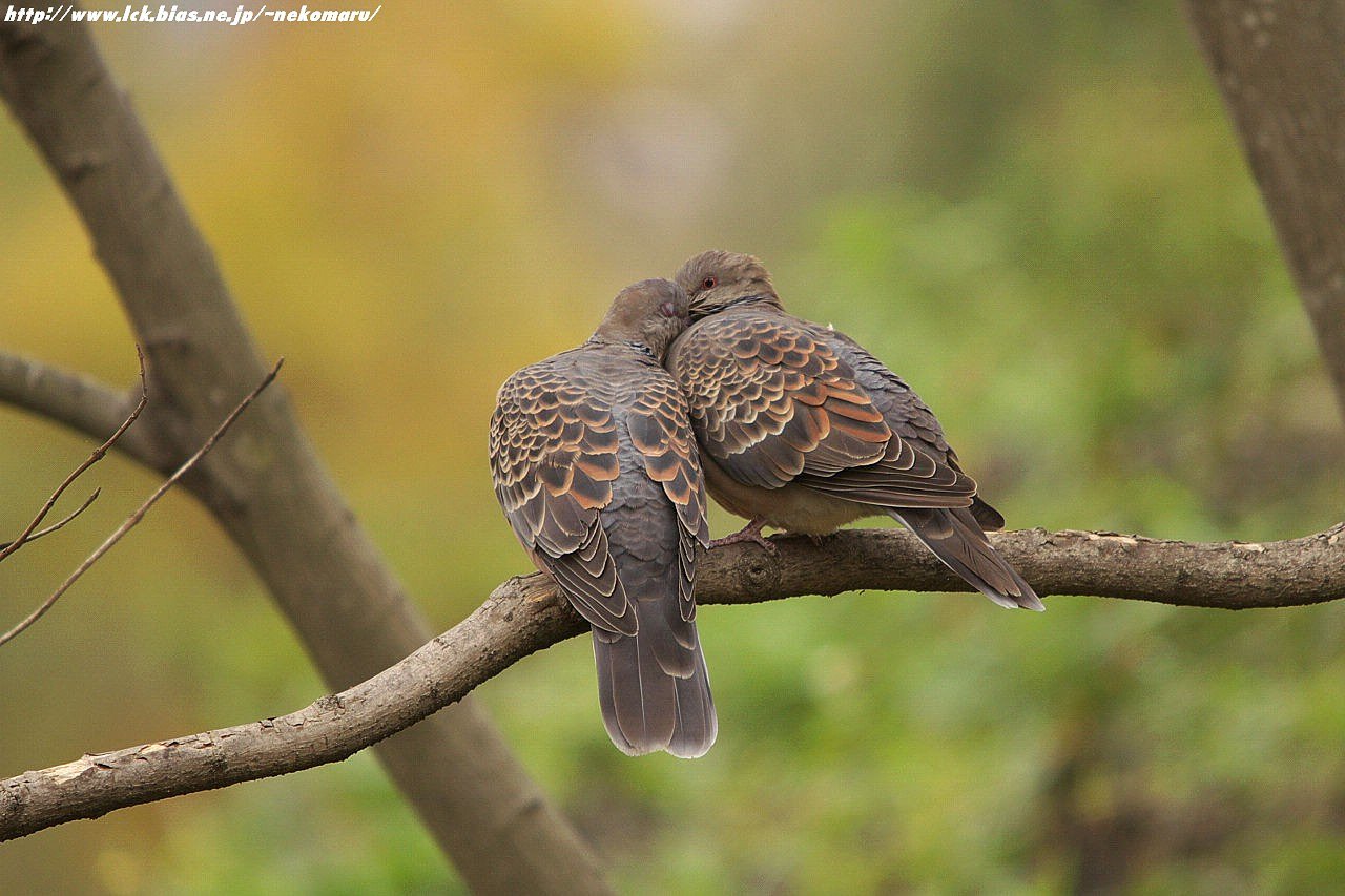 寒くてもLOVE・LOVE