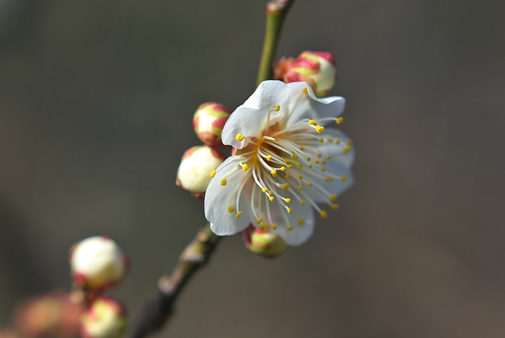 梅干用の梅の花