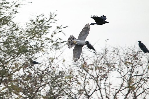 オオタカ・・・成鳥