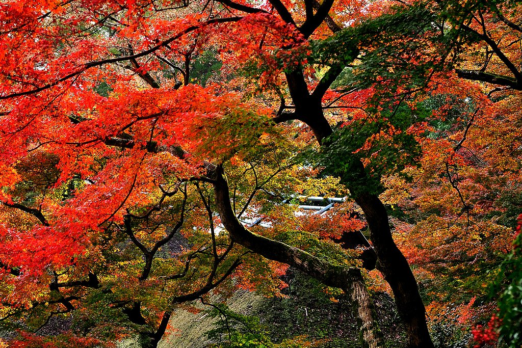山寺の秋