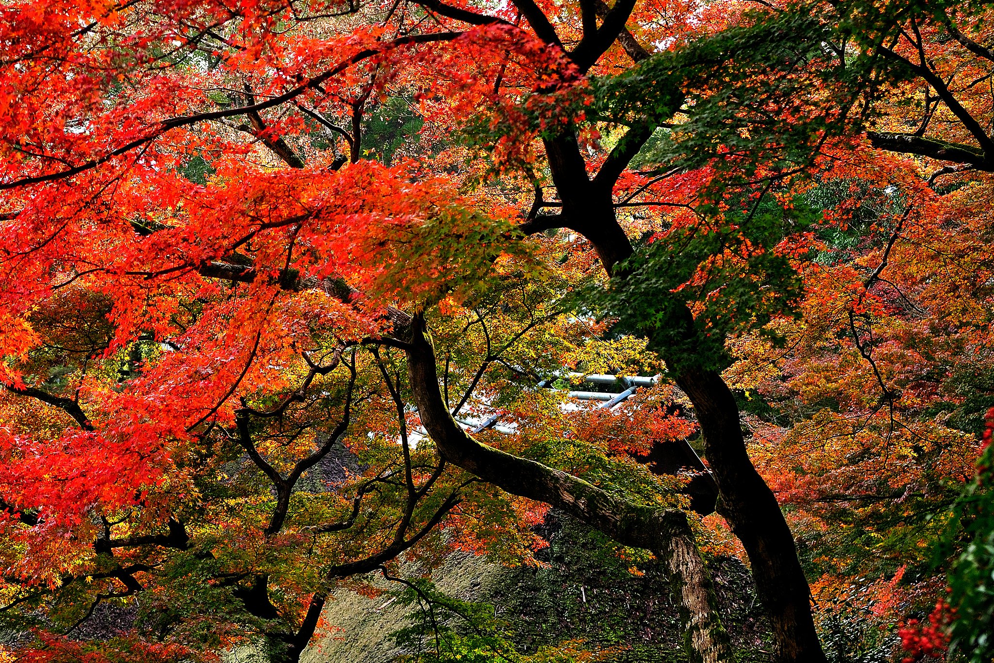山寺の秋