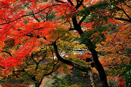 山寺の秋