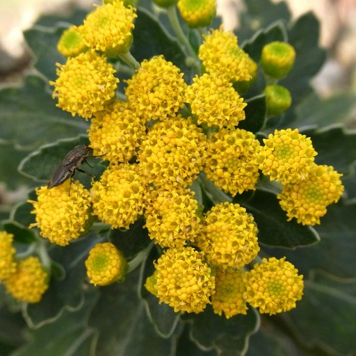 【秋】畑の菊