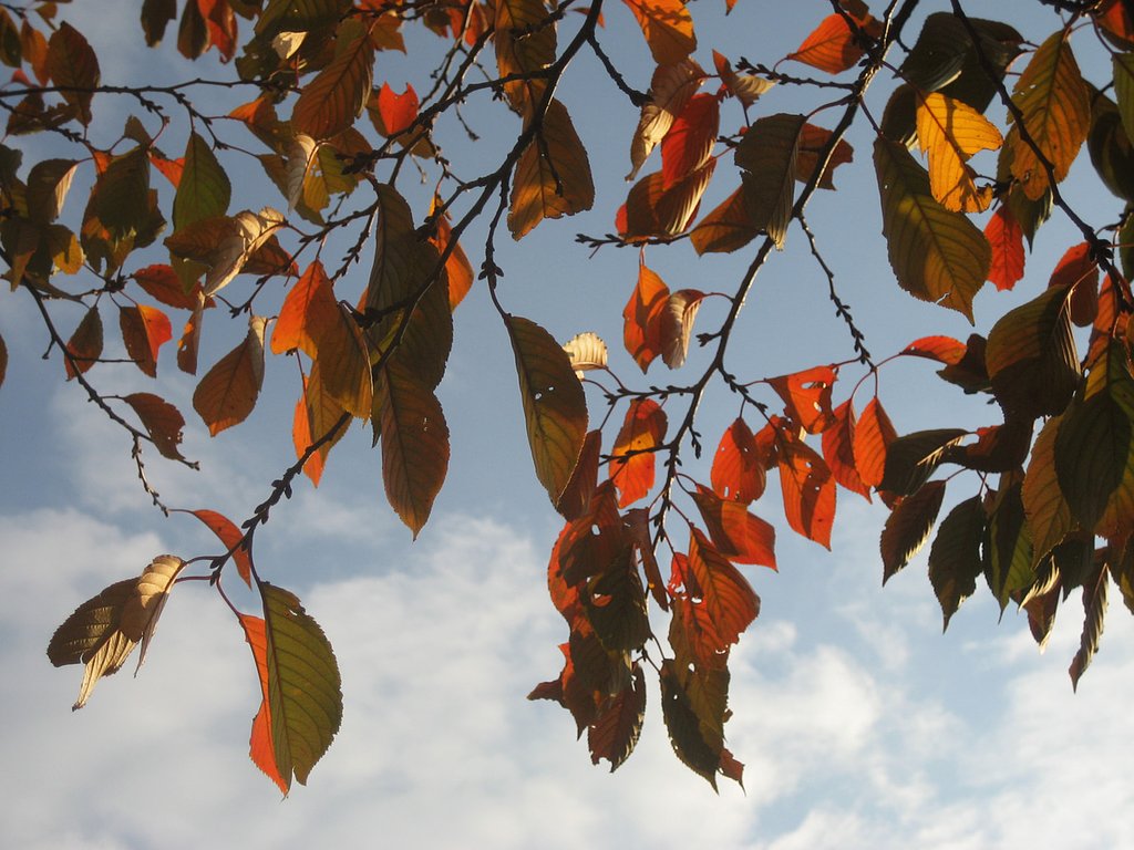 【秋】空と桜赤葉