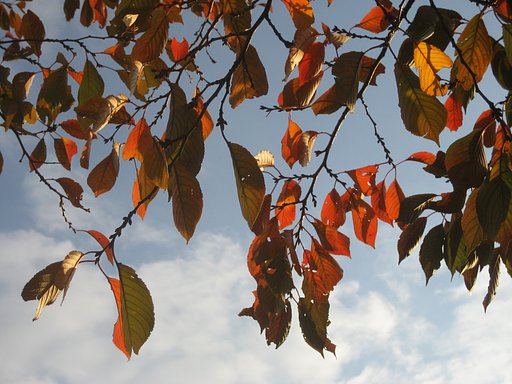【秋】空と桜赤葉