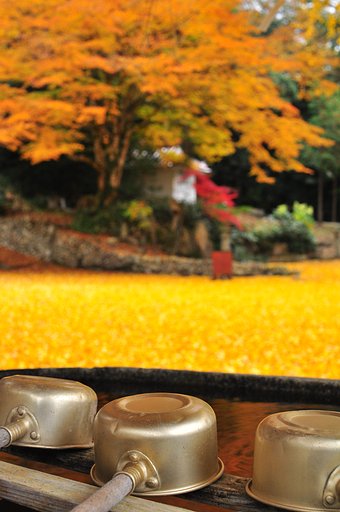 トンボの景色。