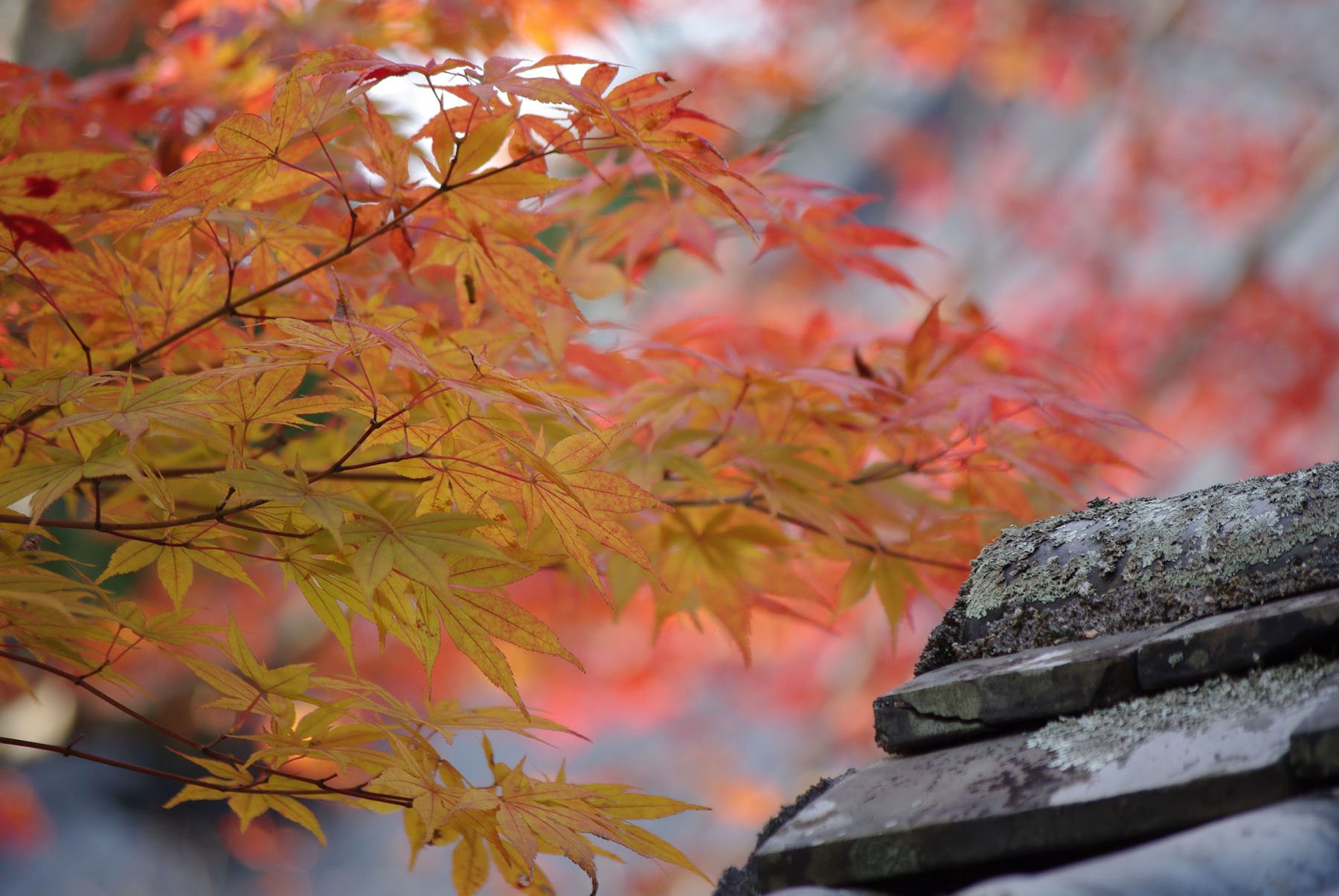 宝福寺にて・・・