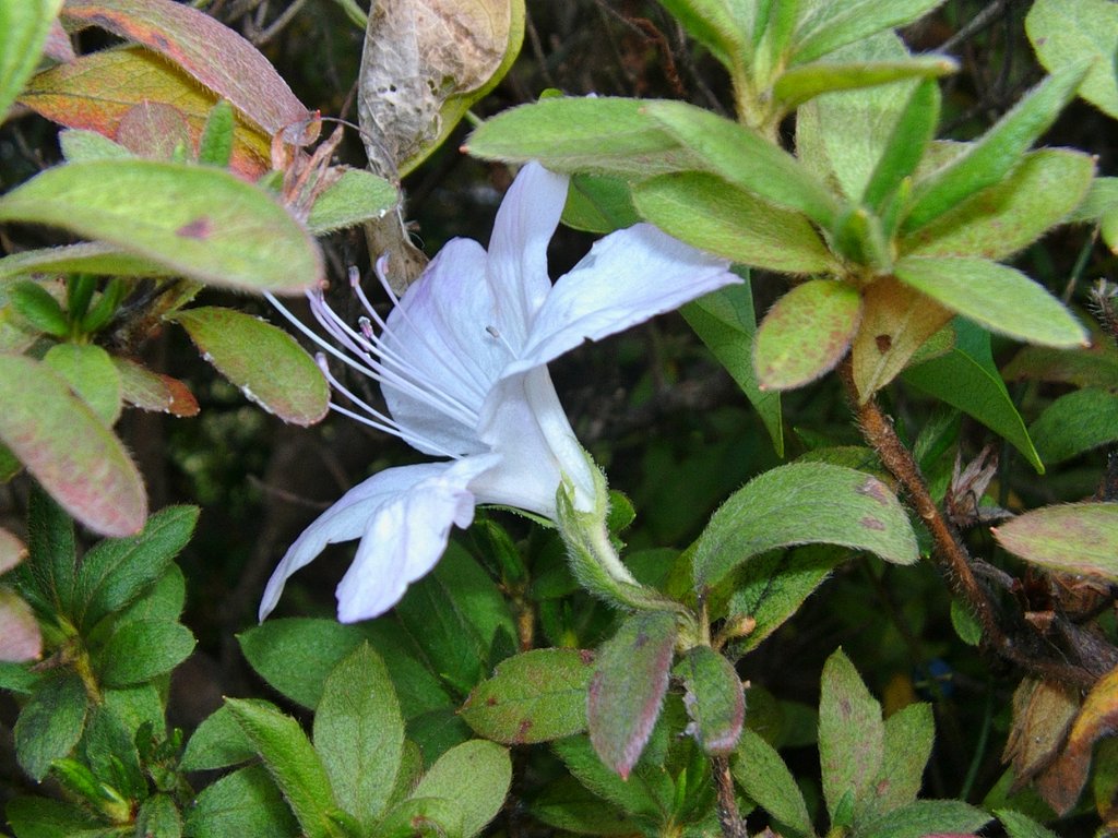 バス停のヒラトツツジ