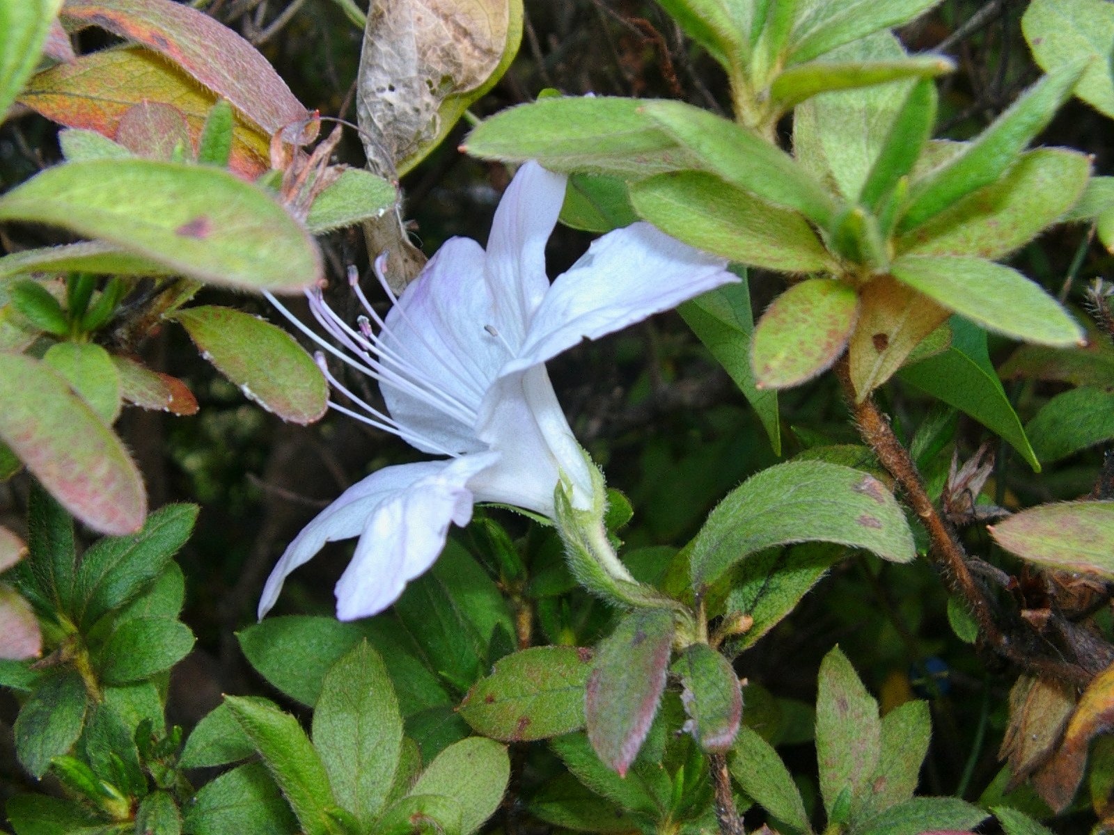 バス停のヒラトツツジ