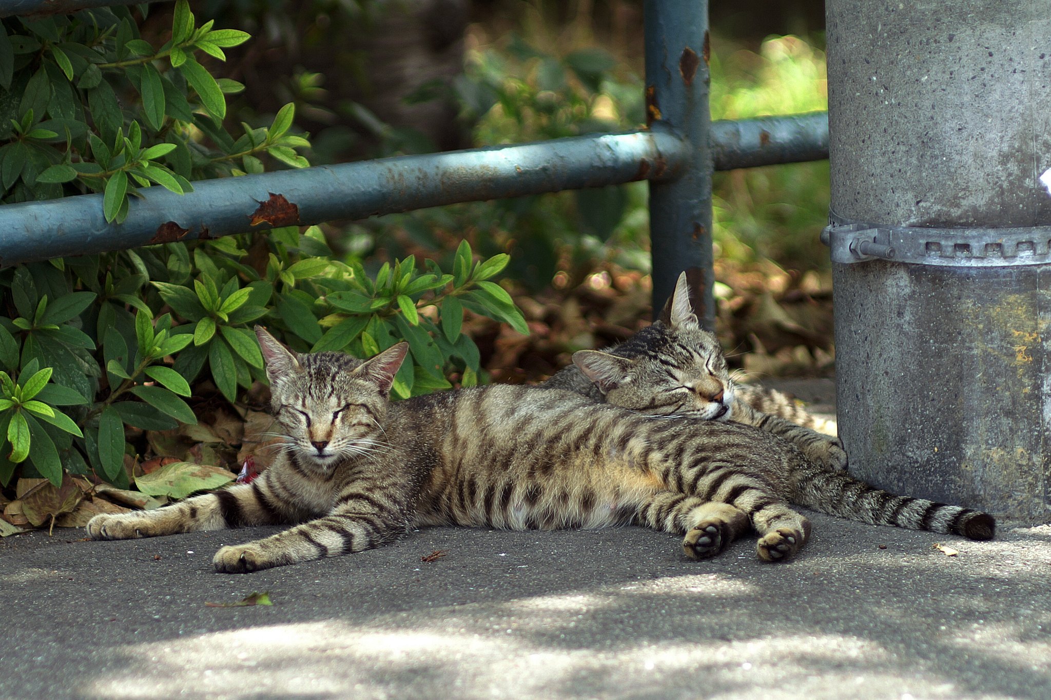 【夏】うだる猫