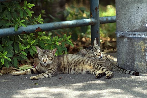 【夏】うだる猫