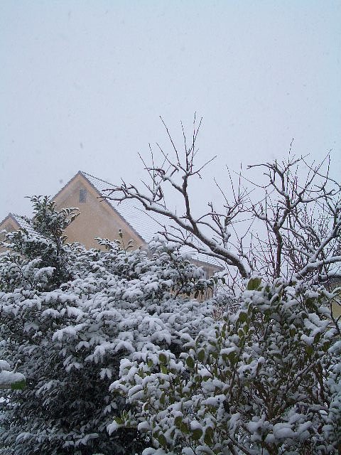 晦日の雪の華