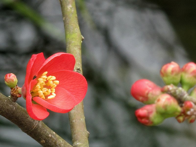 木瓜