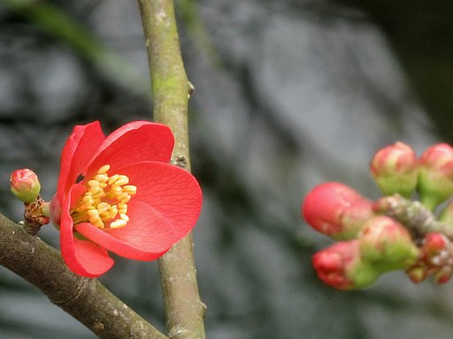 木瓜