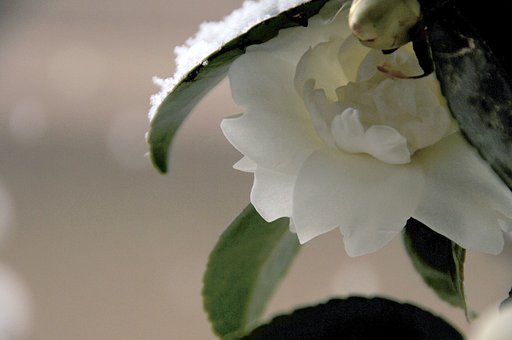淡雪とサザンカ
