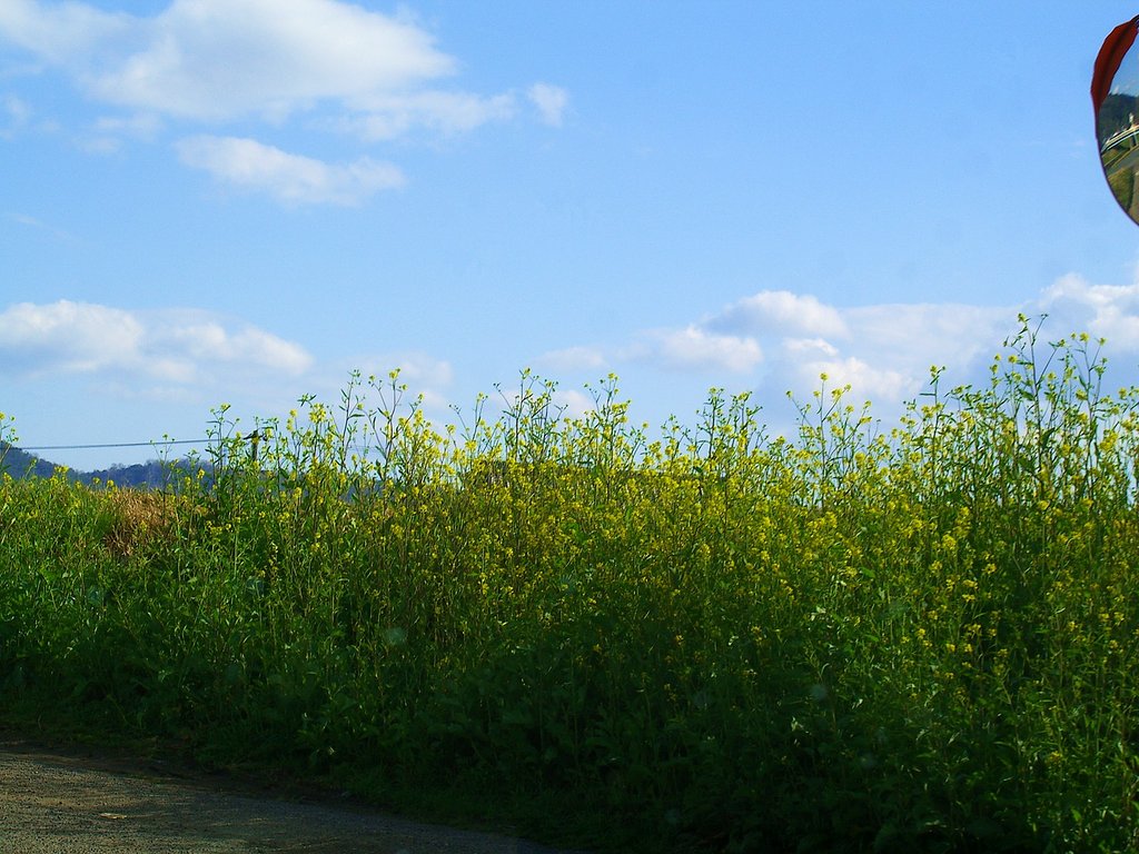 黄色の化粧