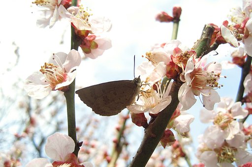梅の花にムラサキ添えて