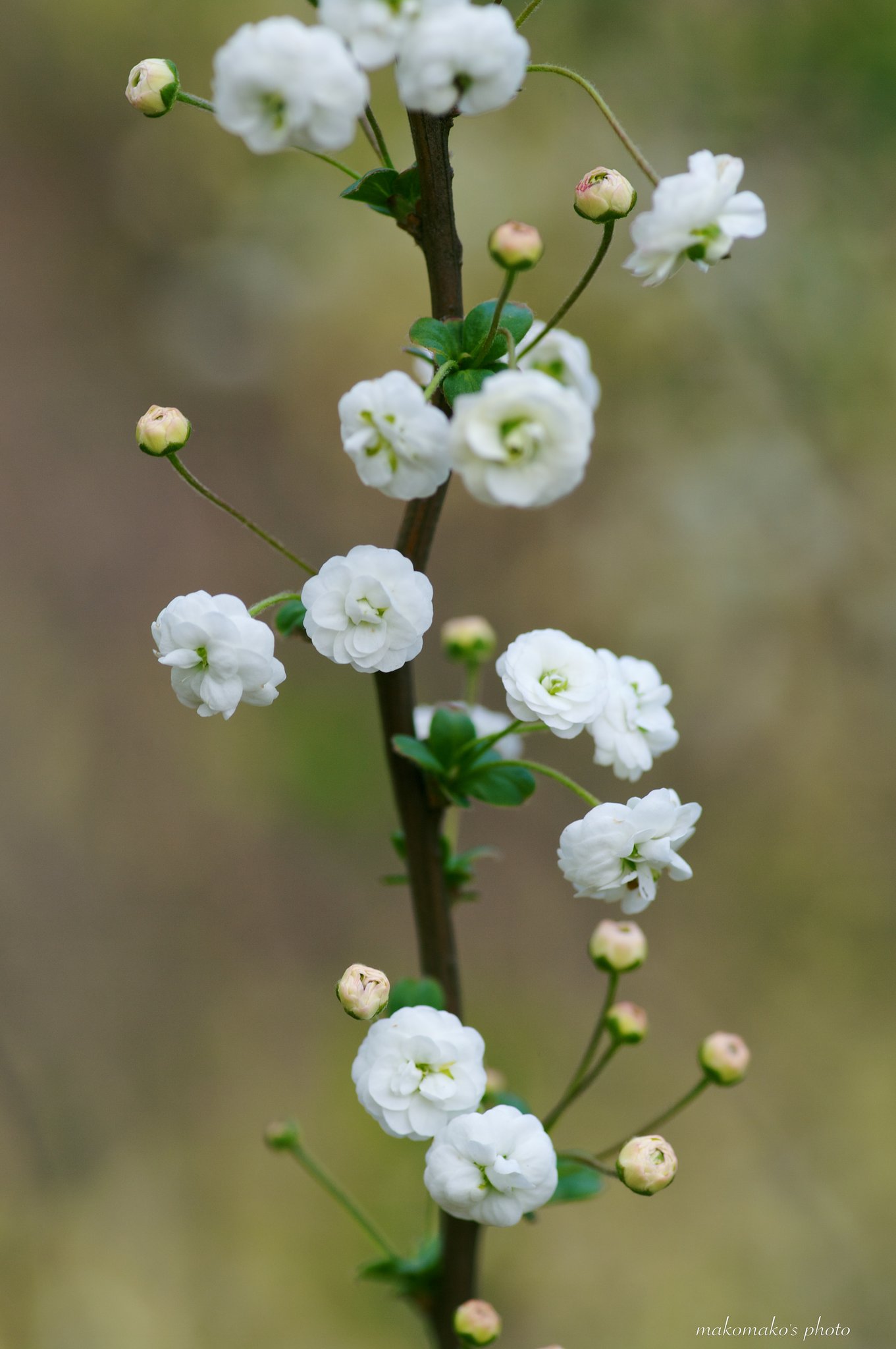 蜆花