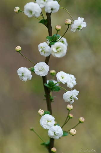 蜆花