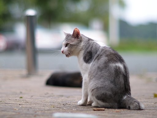 【猫】チューチュー