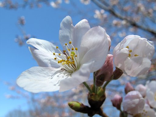 桜咲く