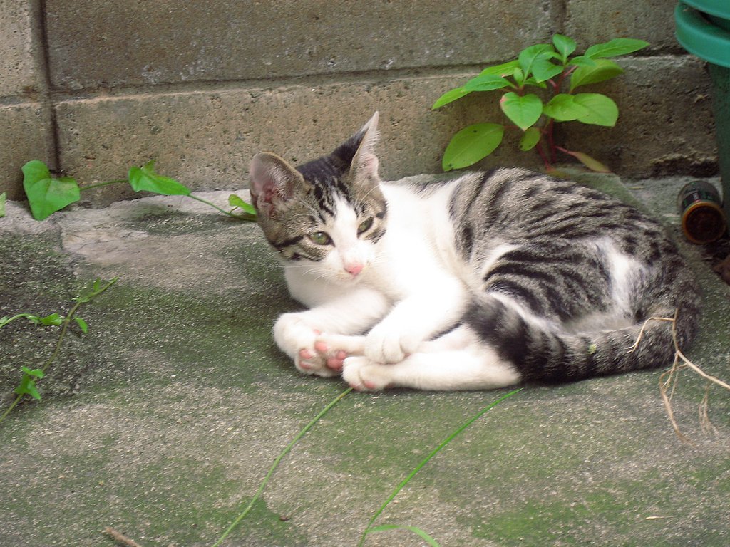 【猫】野良子猫の寝起き２