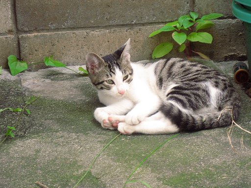 【猫】野良子猫の寝起き２