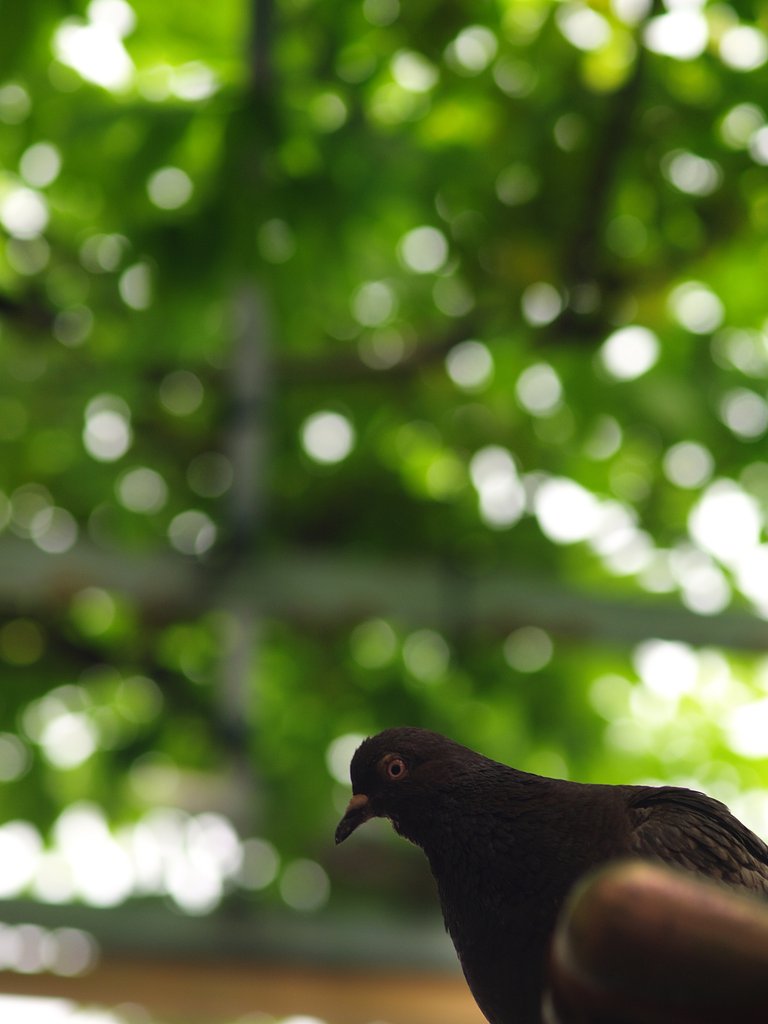 鳩も