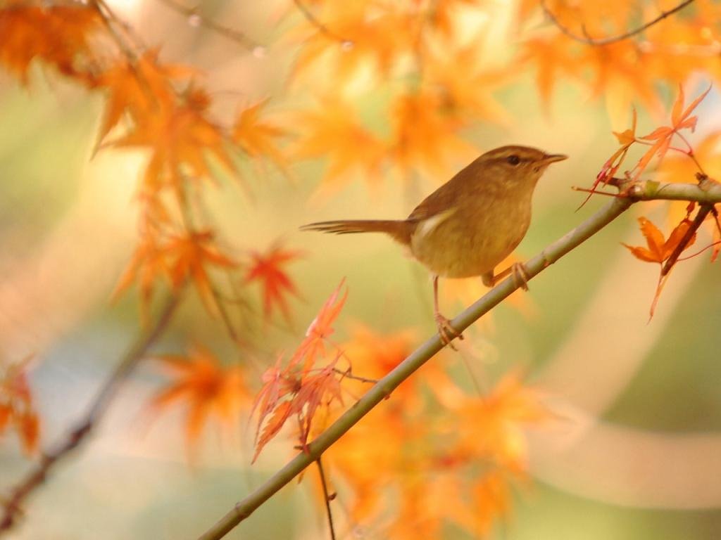 紅葉ウグイス