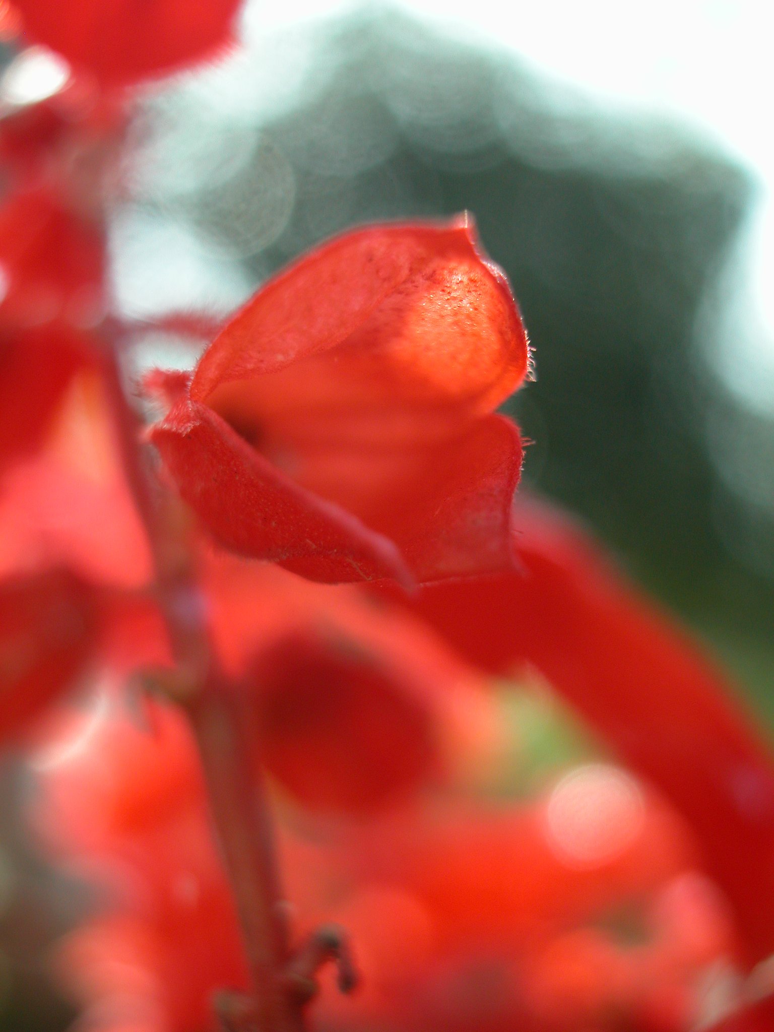サルビアの花