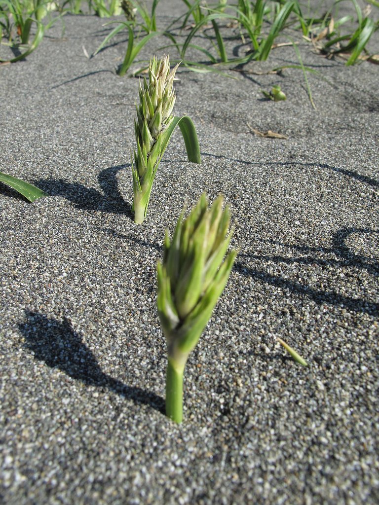 海辺の植物