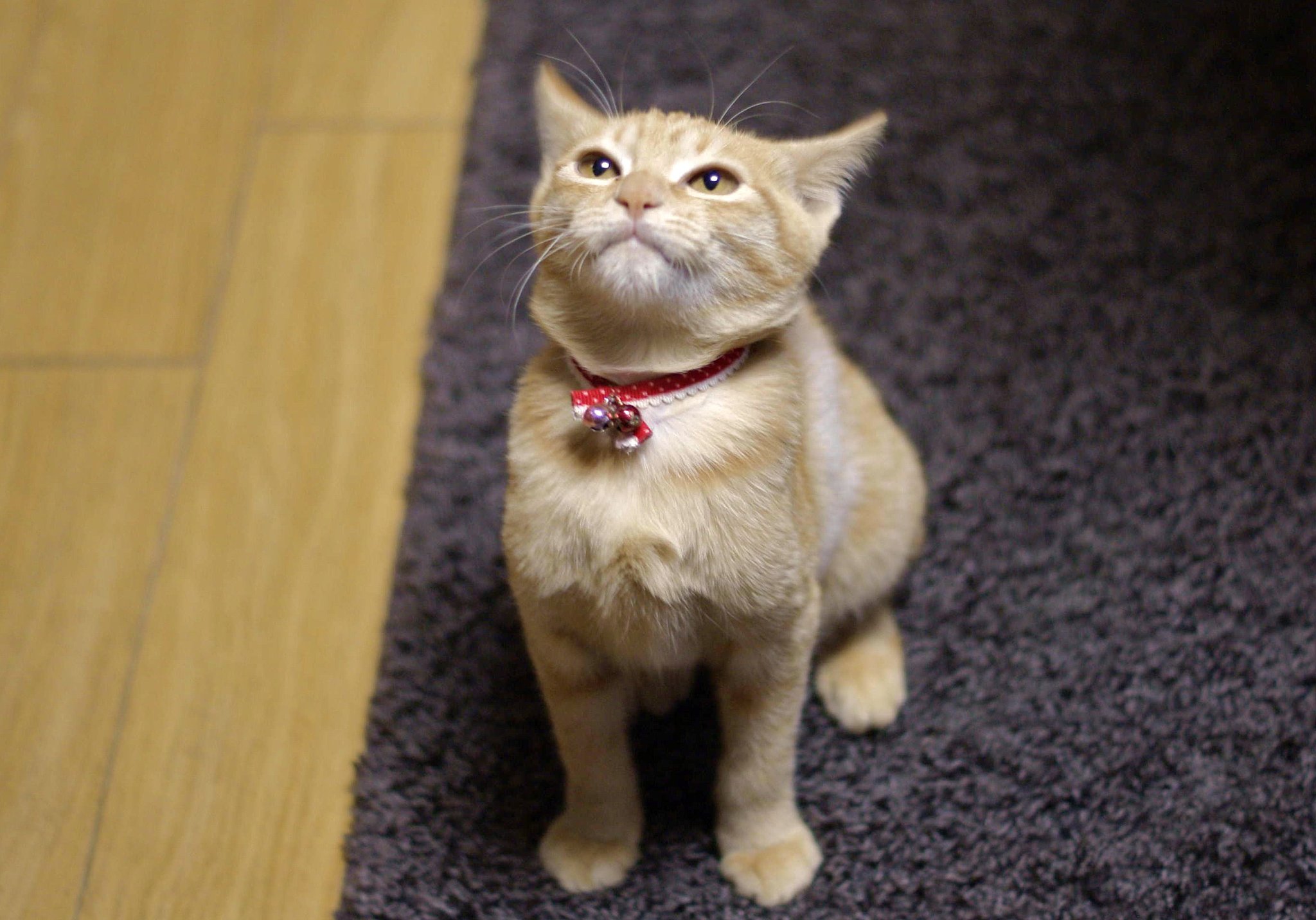 ちょっぴりおでぶ？