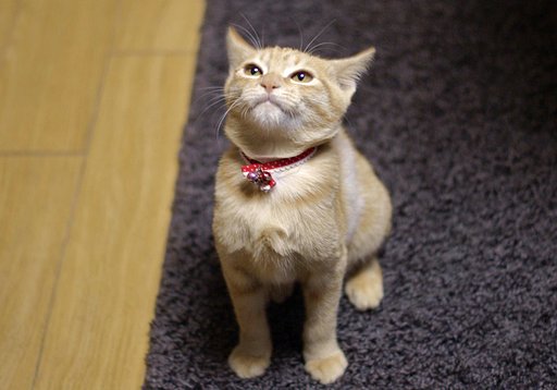 ちょっぴりおでぶ？