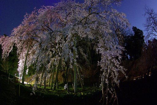 ２０１０年０４月のお題は「桜」