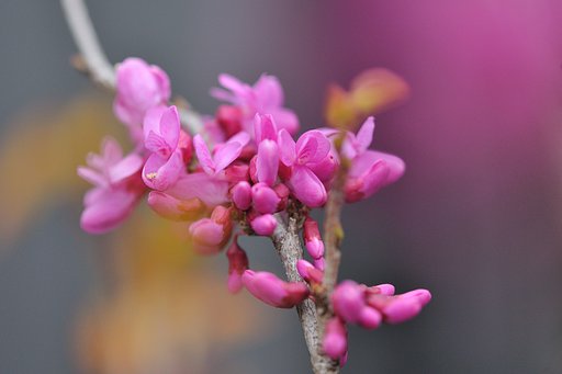 東京の花　赤紫