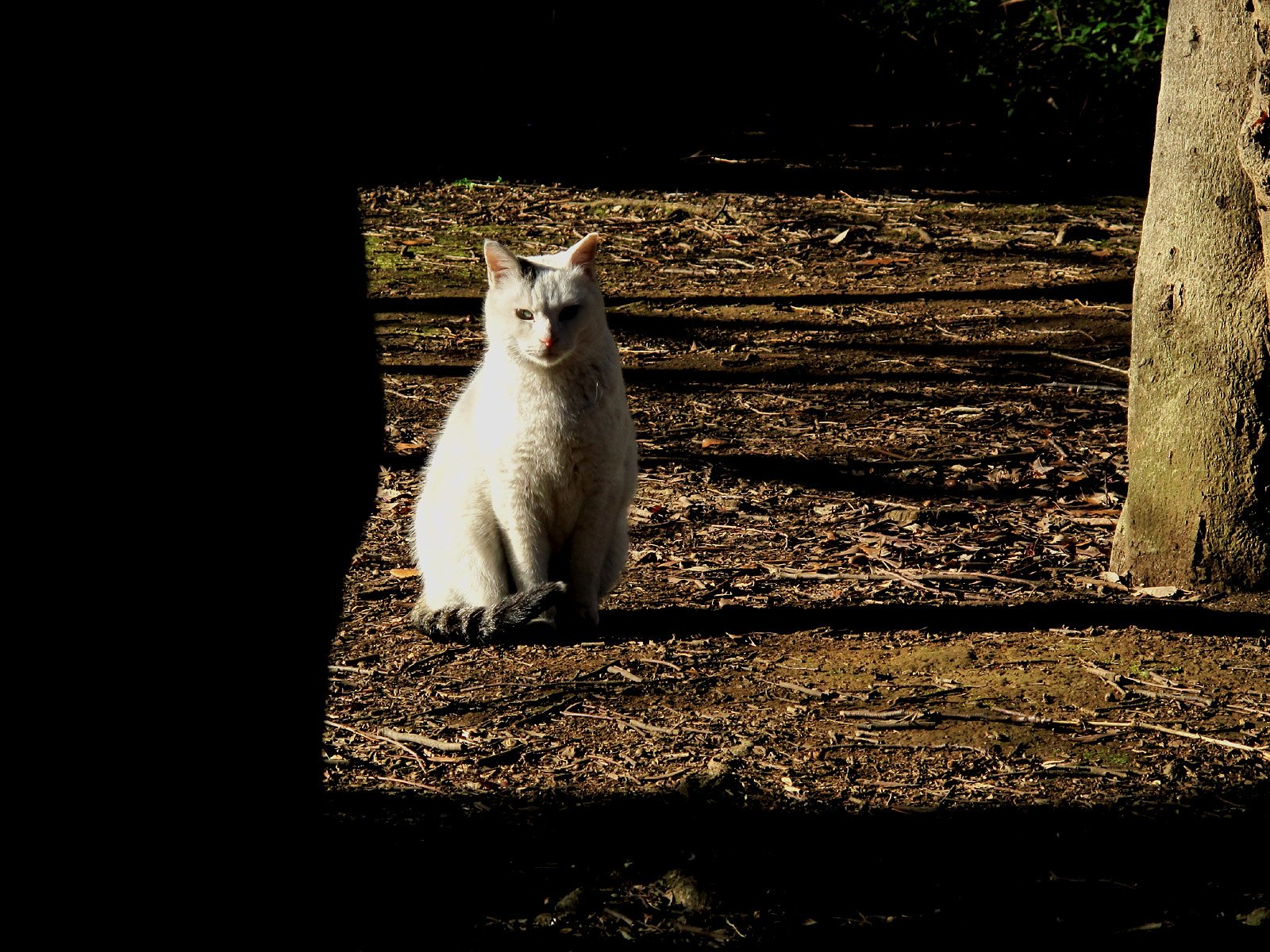 猫がやってきました。