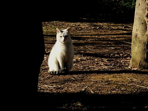 猫がやってきました。