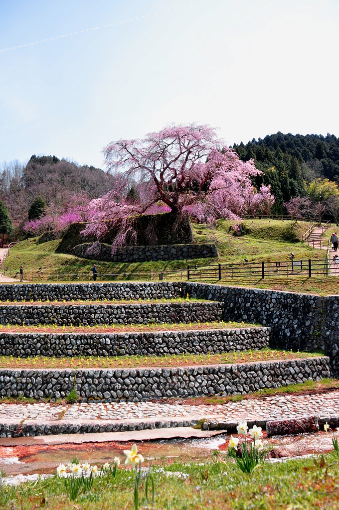 田舎の一本桜