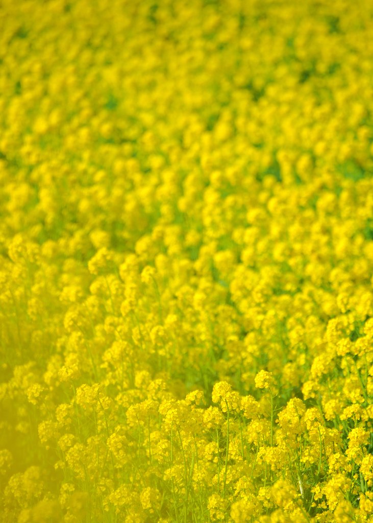 菜の花