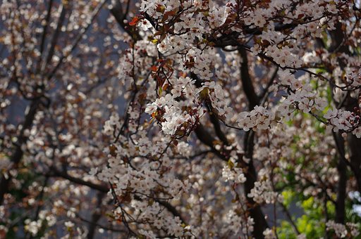 桜ではない
