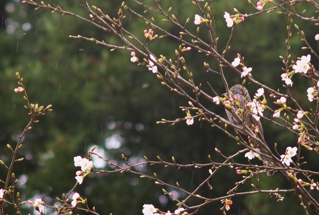 この方もお花見!