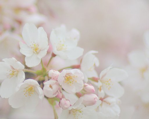 【桜】　新年度あけましておめでとうございます
