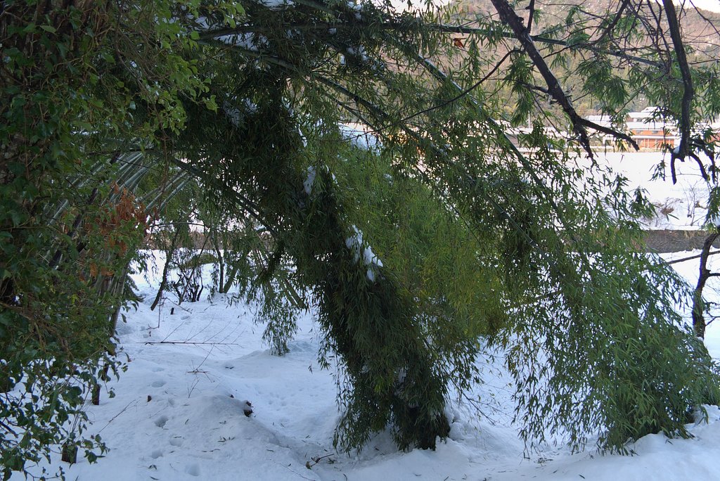 大雪で芸術的に?