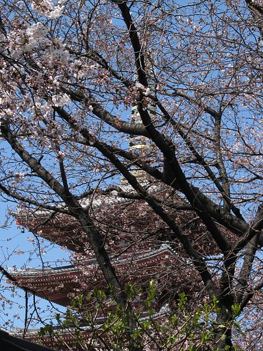 〔桜〕浅草寺
