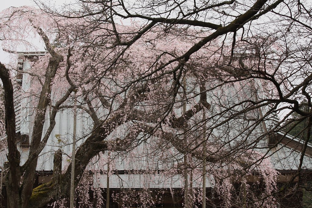 長光寺のしだれ桜