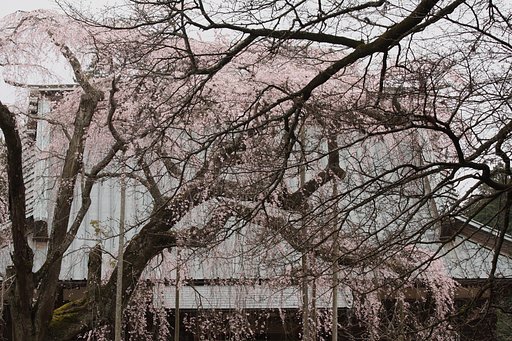 長光寺のしだれ桜